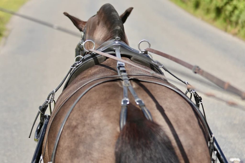 View of horse pulling carriage
