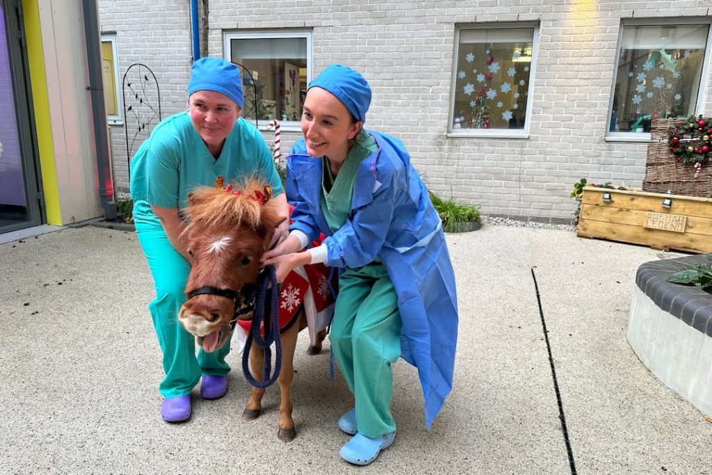 Equine Therapy Option